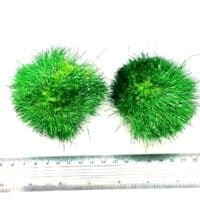 Pompon verde