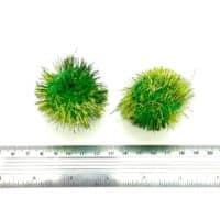 Pompon verde limon