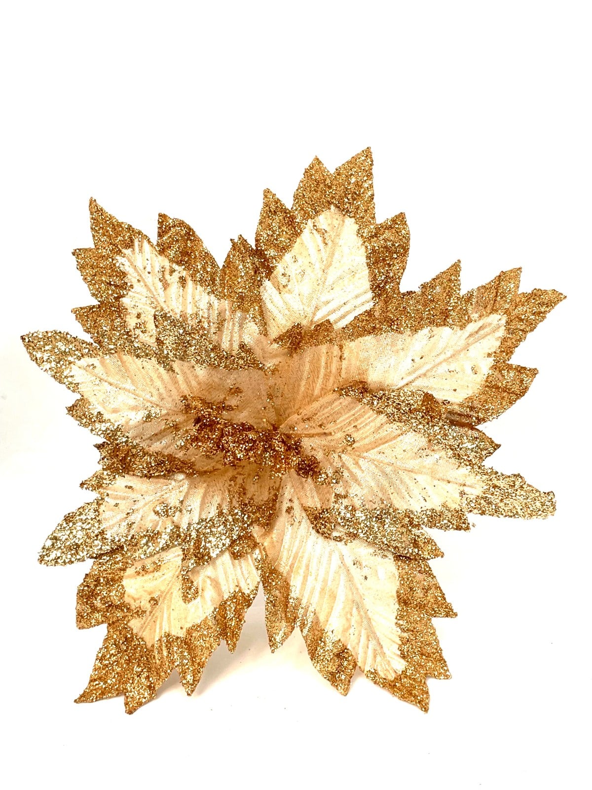 POINSETTIA 39X43 OCRE