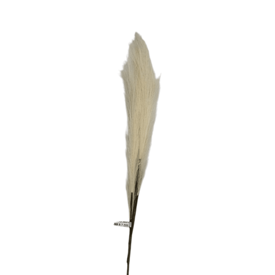 PAMPA X5 - 30219