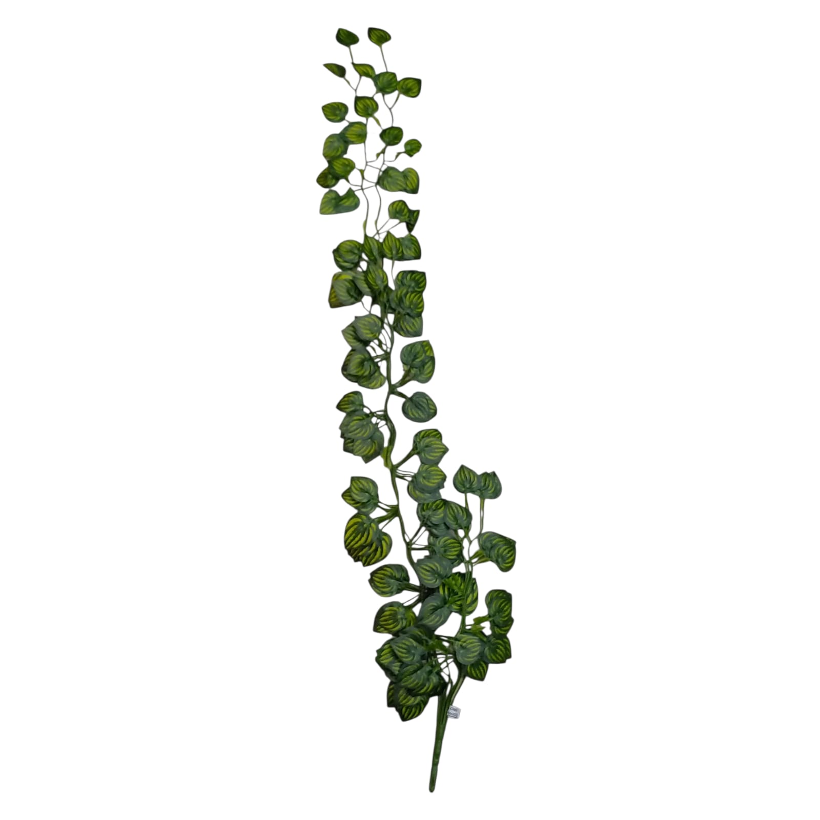 ENREDADERA HOJA PQUEÑA - 30248