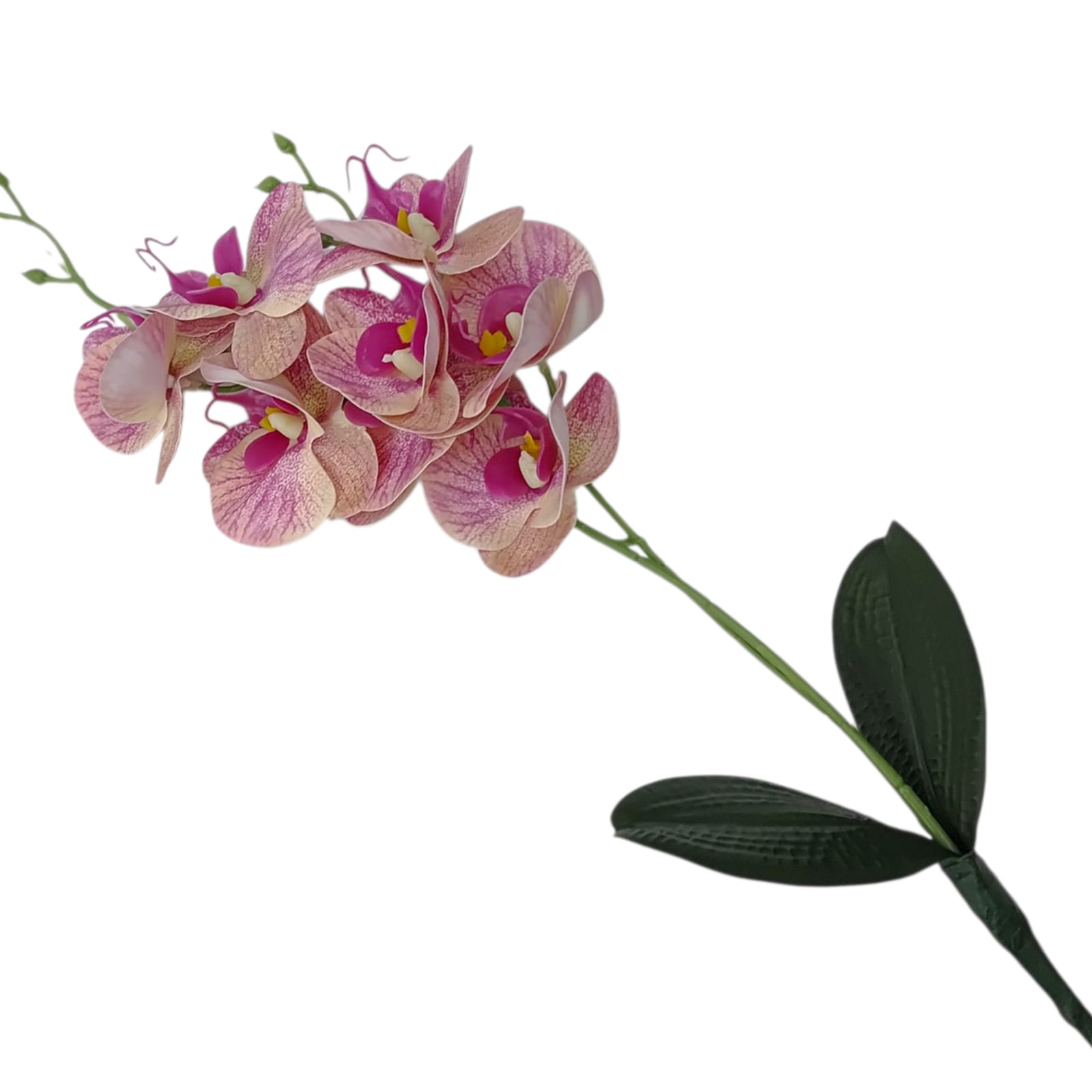 ORQUIDEA FINA X 8