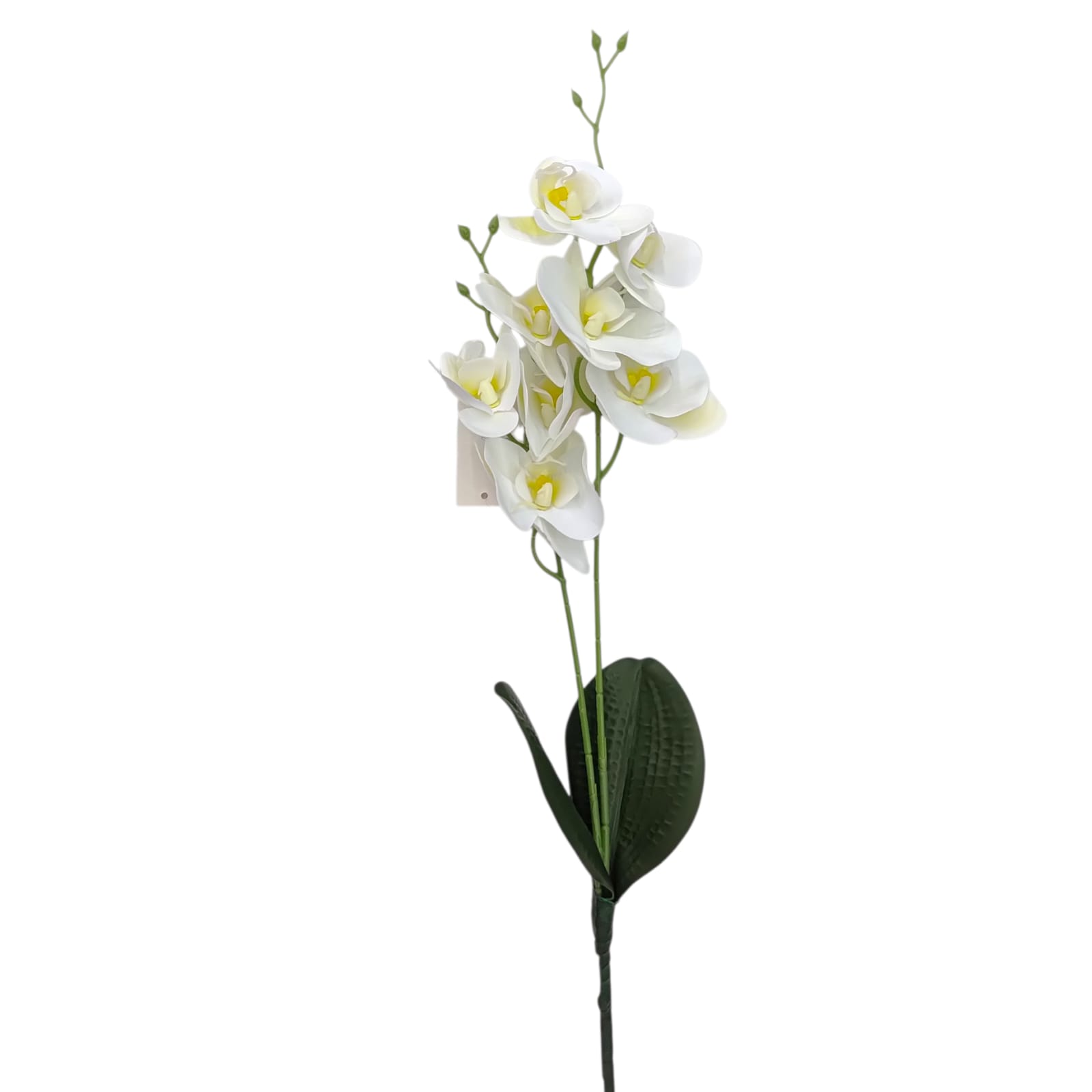 ORQUIDEA FINA BLANCA  X 8