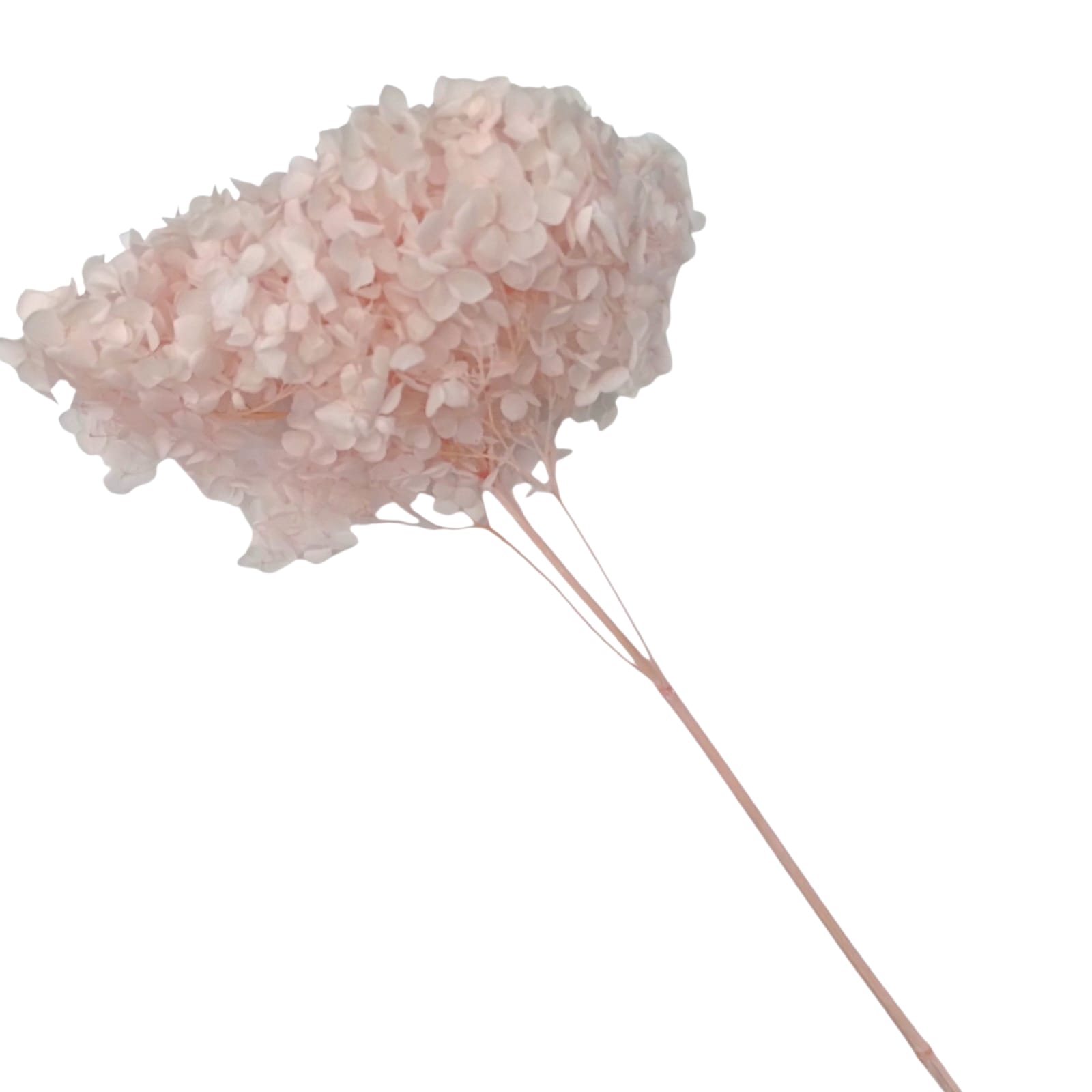 HORTENSIAS ROSADO
