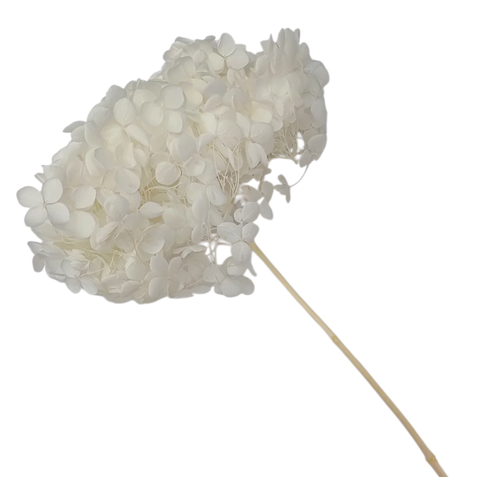 HORTENSIA BEIGE