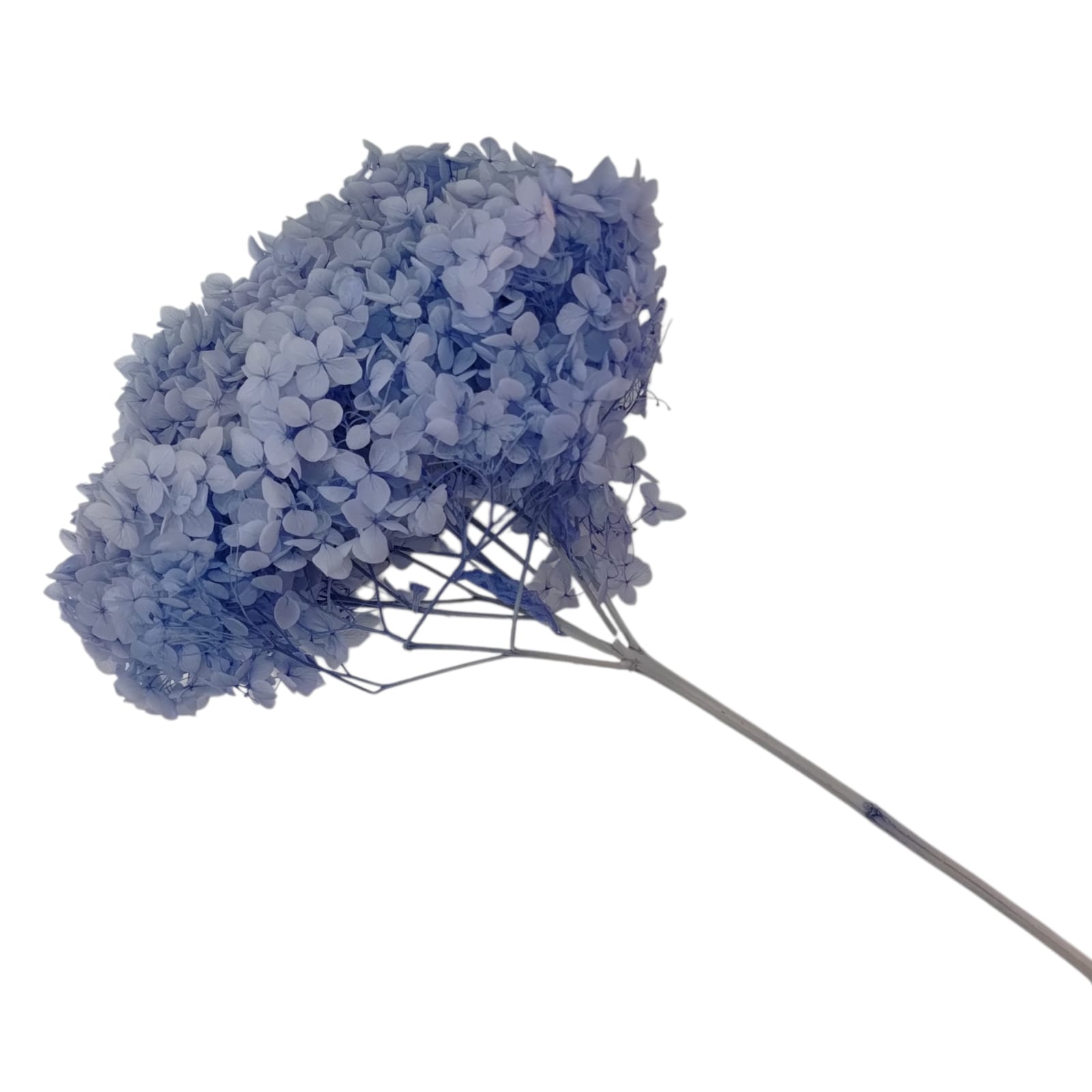 HORTENSIAS AZULES